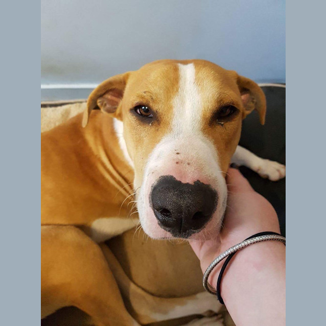 Photo of Opie