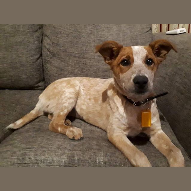 Photo of Zara  **Adopted**