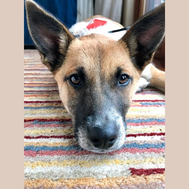 Photo of Ayla **Adopted**