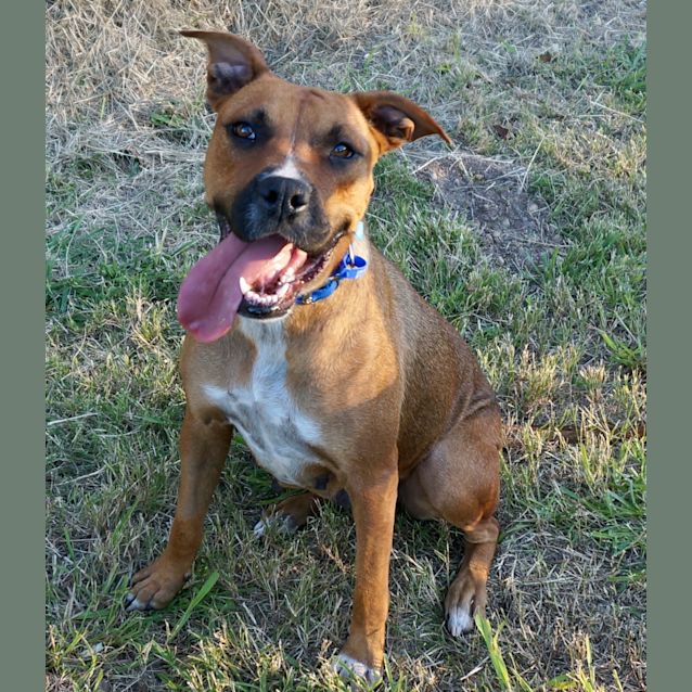 Photo of Ruby ~ Boxer X  (On Trial 18/10/2017)