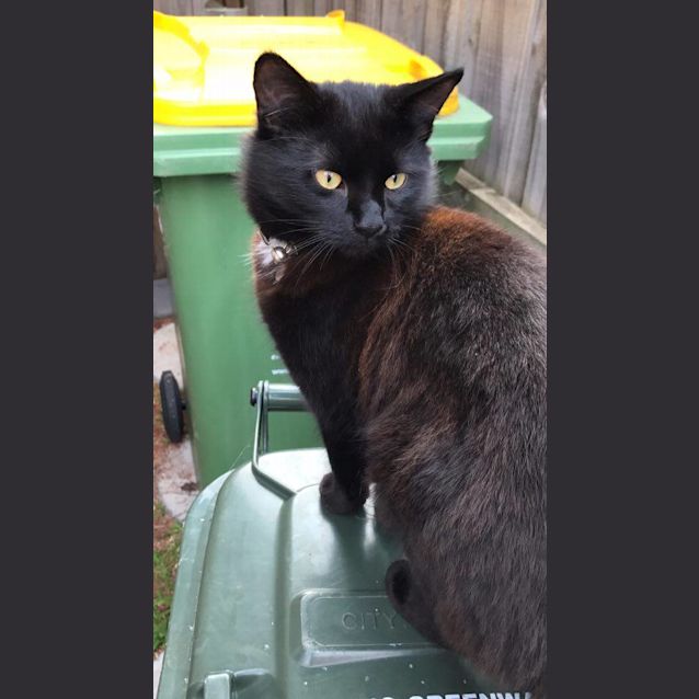 Photo of Shadow The Ragdoll Cat