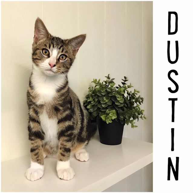 Photo of "Dustin" Needs A Home!