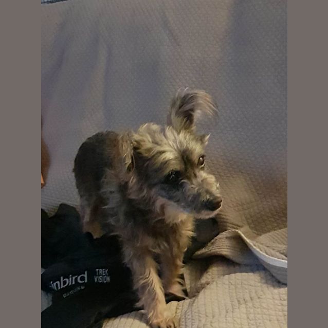 Photo of Rebel (Adoption Pending)