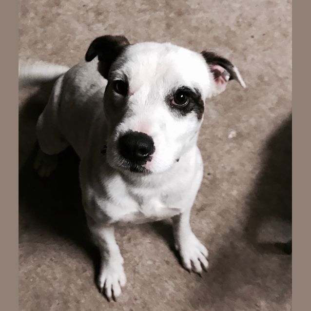Photo of Freddy ** An Amazing Intelligent Puppy **