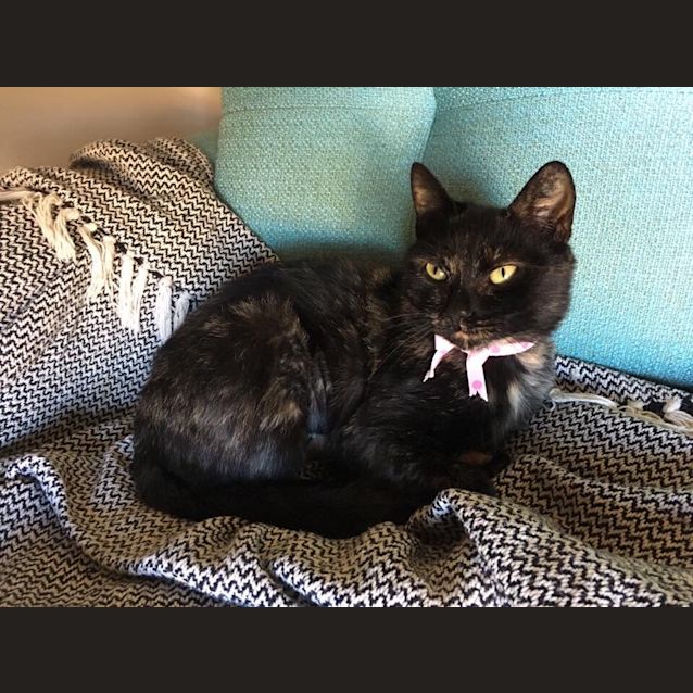Photo of Bagheera 