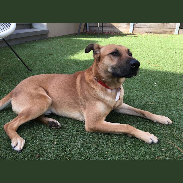 Photo of Hershey  Loving Boy