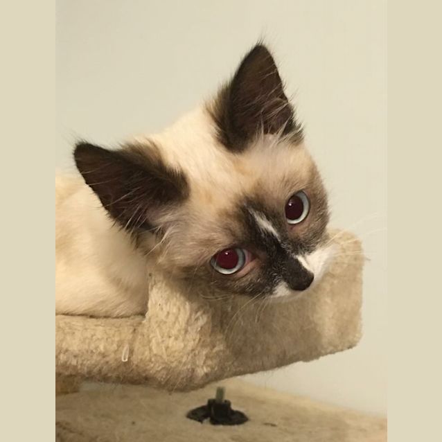 Photo of Jazzabelle