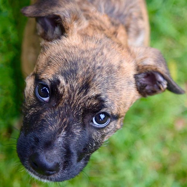 Photo of Boris ~ Friendly Wolfhound X Puppy (Trial 30/6/17)