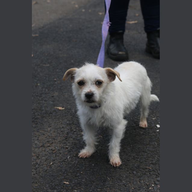 Photo of Pepper