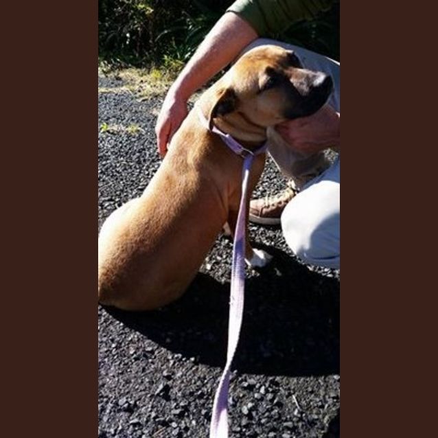 Photo of Caramel