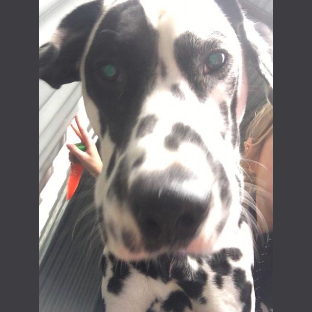 Photo of Pongo