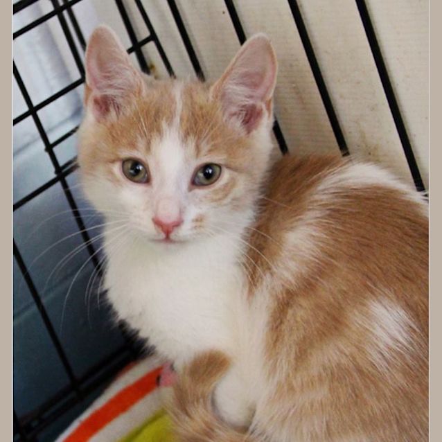 Photo of Toffee