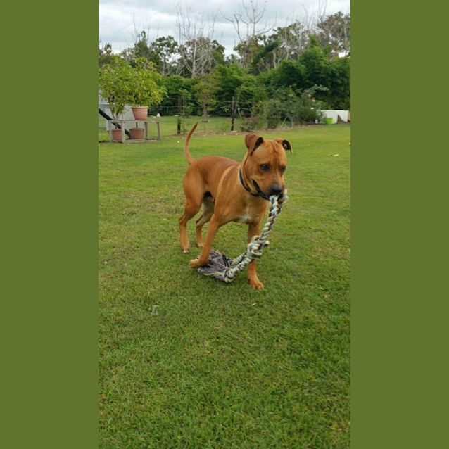 Photo of Rocky (Adoption Pending)