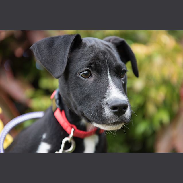 Photo of Chevy
