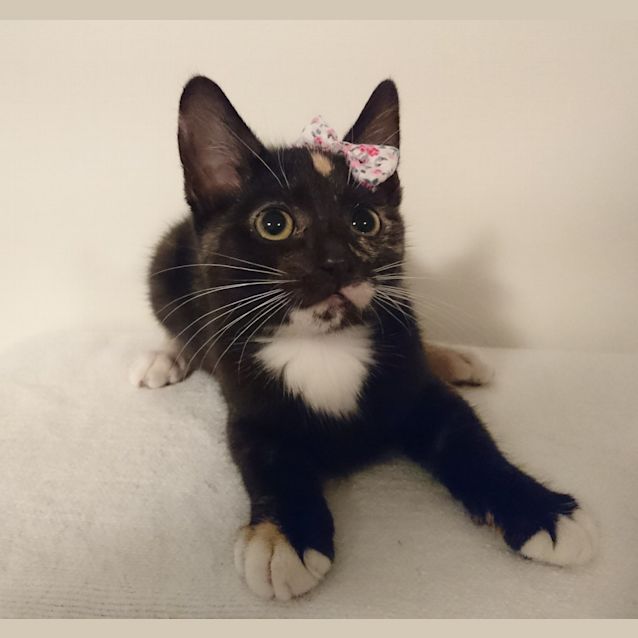 Photo of Skye