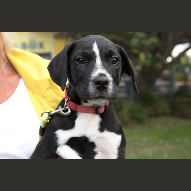 Photo of Dodger