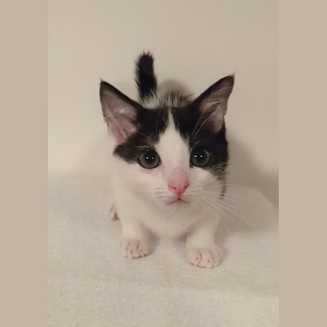 Photo of Nimbus