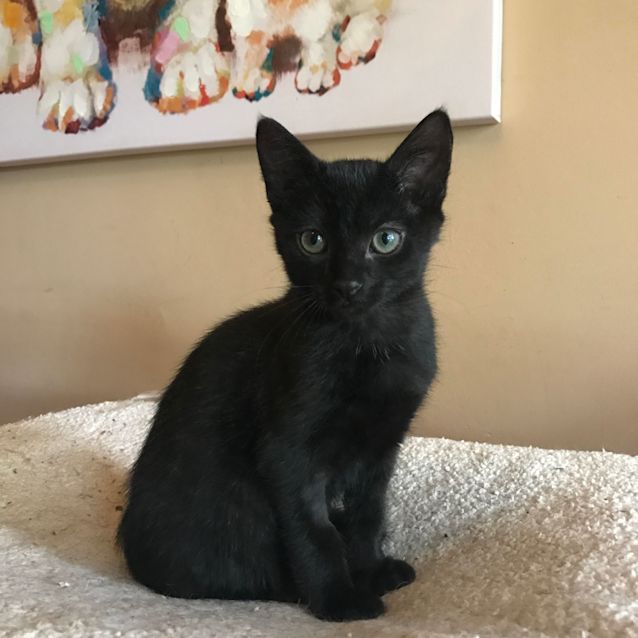 Photo of Colby (Located In Bentleigh East)