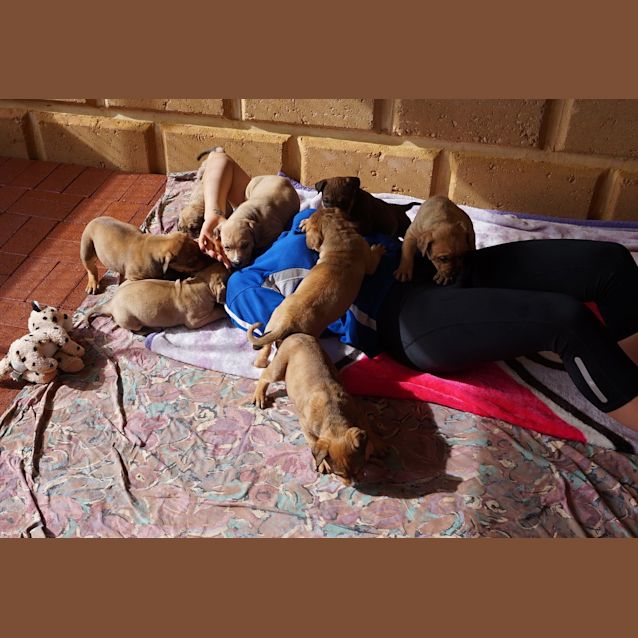 Photo of The Puppymons