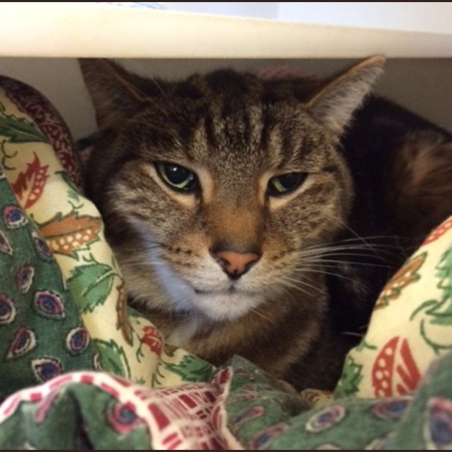 Photo of Simba Sua0001177