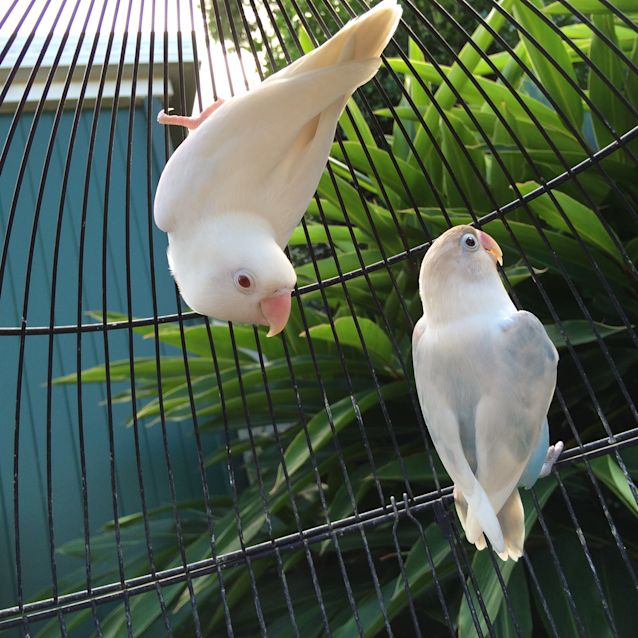 Photo of Romeo And Juliet