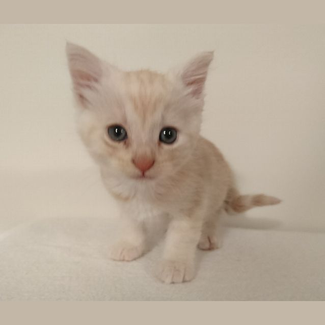 Photo of Tango