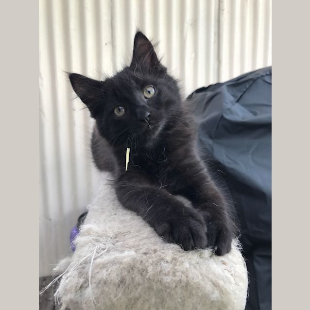Photo of Mason (Meet Me At Neko Hq   Preston)