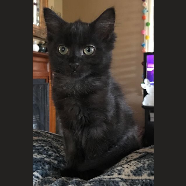 Photo of Princess (Located In Bentleigh East)