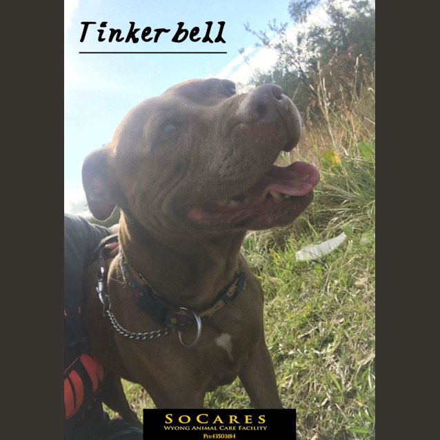 Photo of Tinkerbell