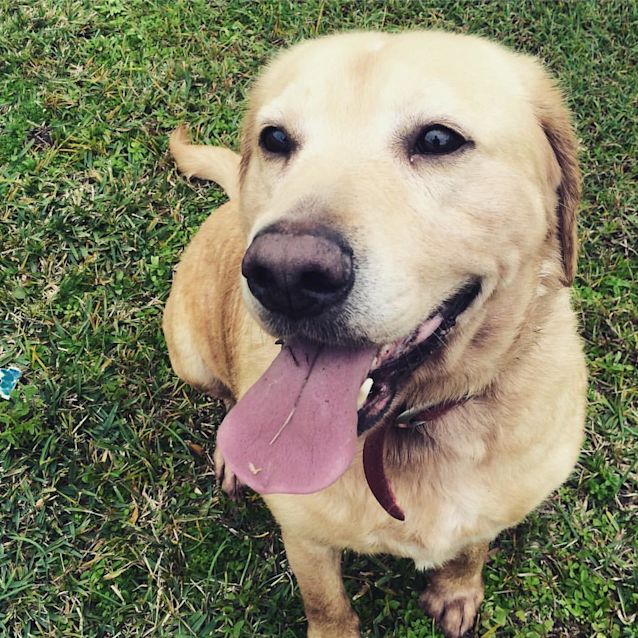 Photo of Charlie @ Squawks West Gosford