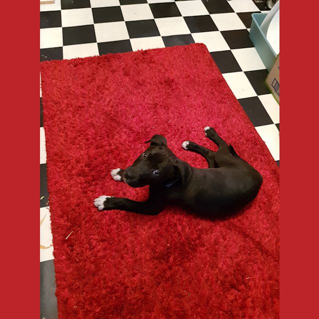 Photo of Chevy