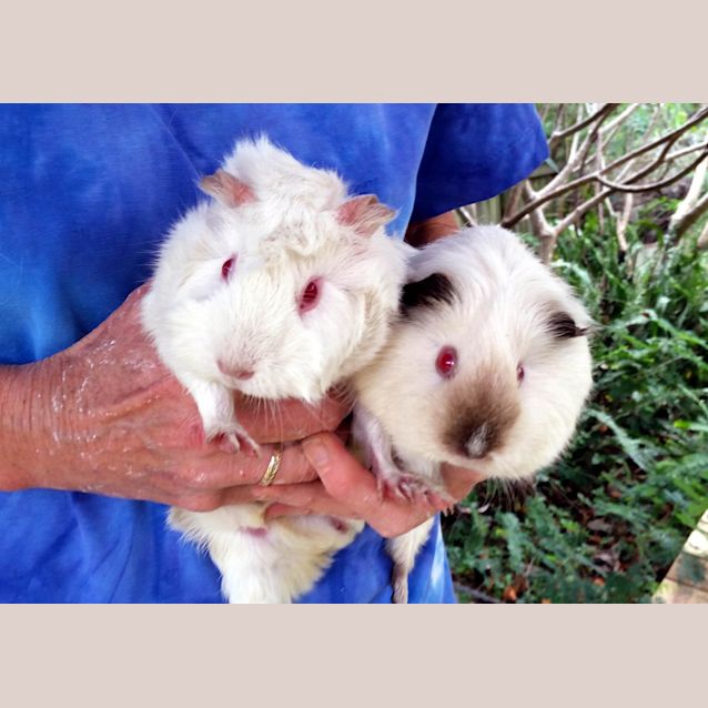 Photo of Pansy And Violet