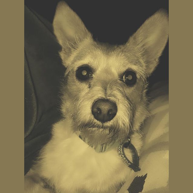 Photo of Poppi ~ Terrier X (Going On Trial 23/9/17)