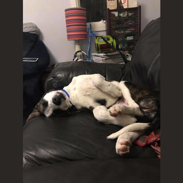 Photo of Ruby **Adoption Pending**