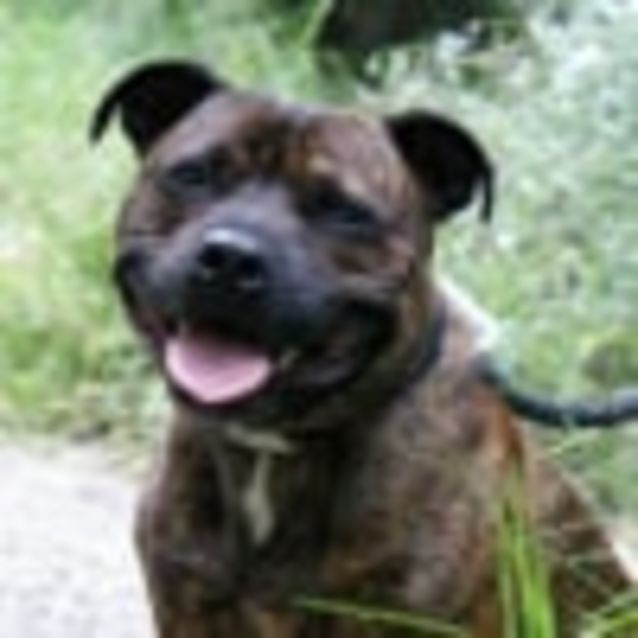 Photo of Odie