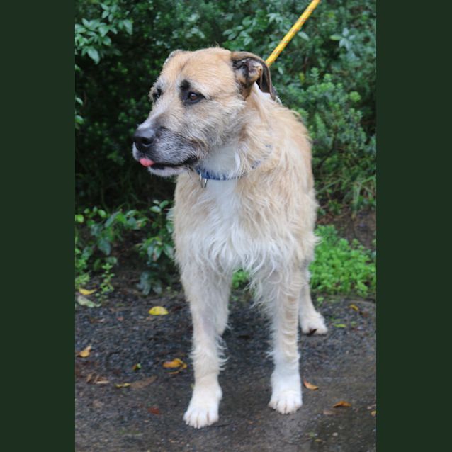 Photo of Shaggy