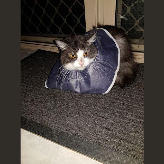Photo of Shadow