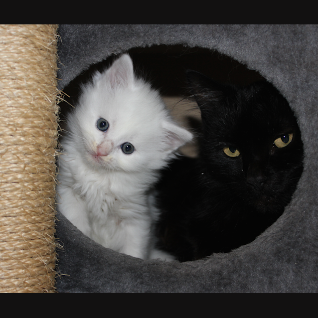 Photo of Luna And Lucas (8 Week Old Twins)