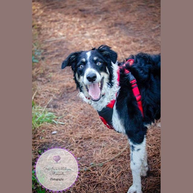 Photo of Cody **Adopted**