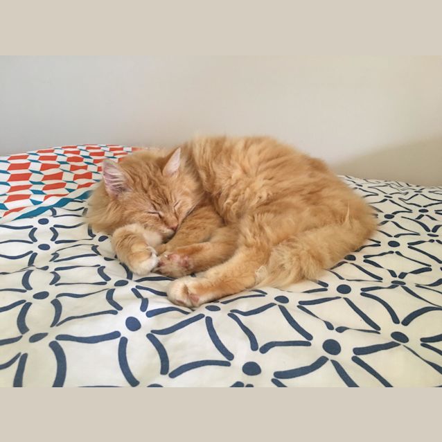 Photo of Leo (Bn C394)