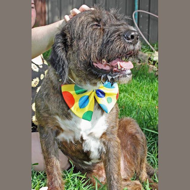 Photo of Buddy & Crystal ~ Wolfhound X (On Trial 11 4 2018)