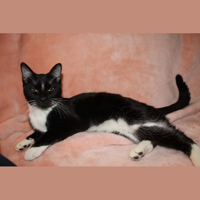 Photo of Snow White