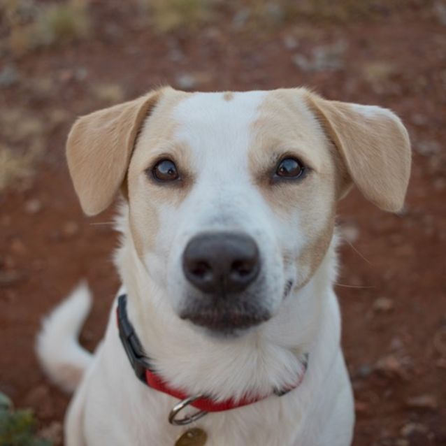 Photo of Lassie (D3190) 