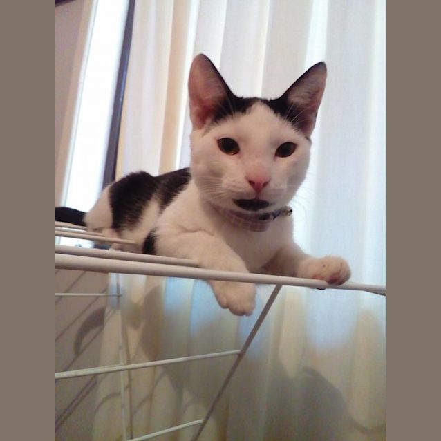 Photo of Nigel **I Am At Pet Stock Oxley**