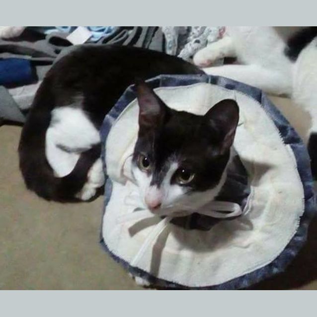 Photo of Nessy *I Am At Pet Stock Oxley*