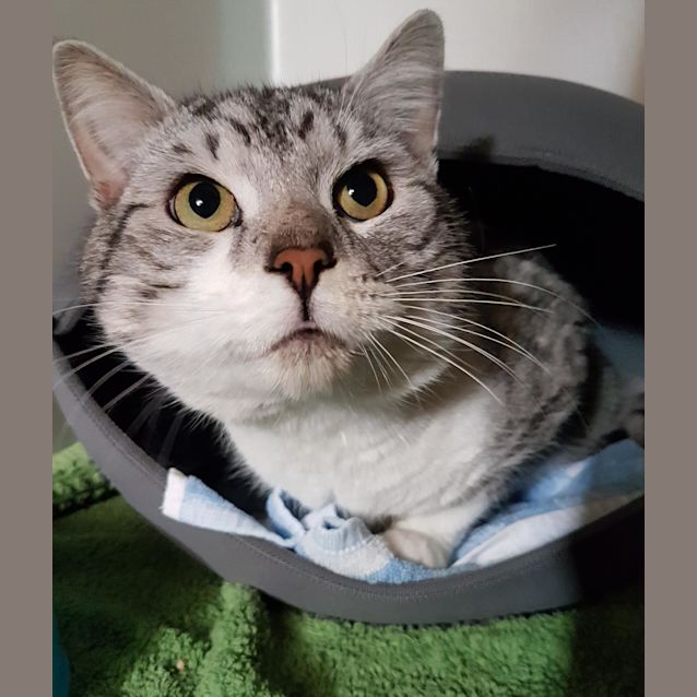 Photo of Cobbler
