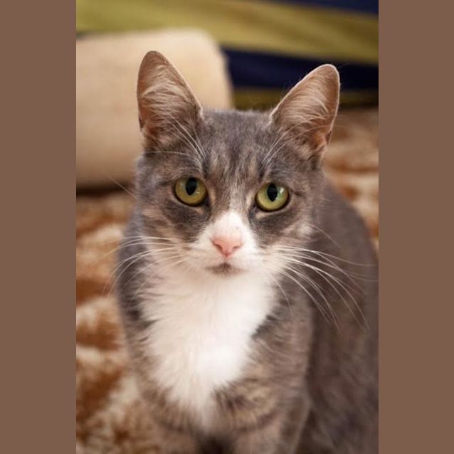 Photo of Sophie (Meet Me At Paw Prints   Diamond Creek!)