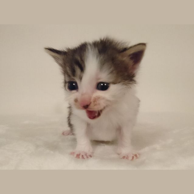 Photo of Alfie