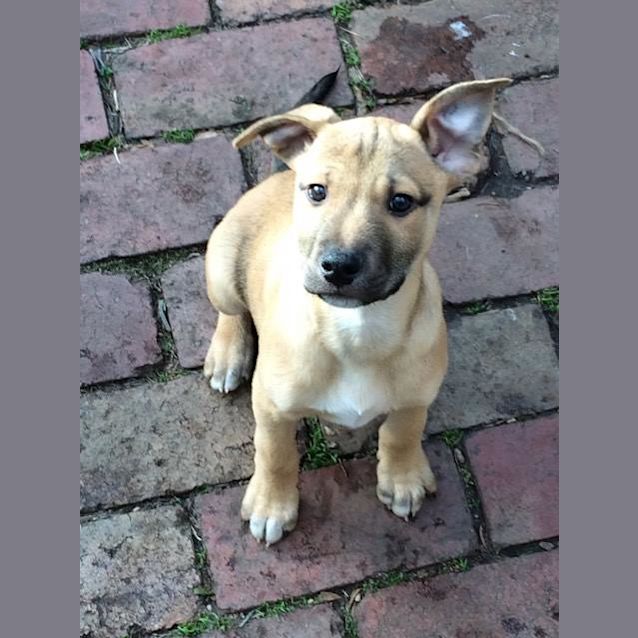 Photo of Milo