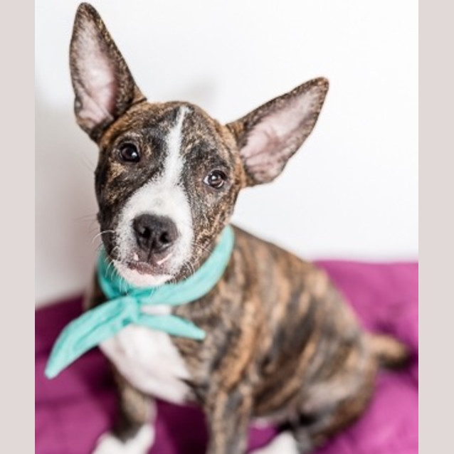 Photo of Mogwai ~ Staffy X (Adopted 27/7/17)
